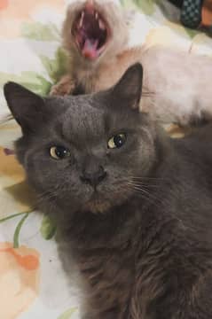 Pershion Male Cat smoke gray , 03082609307