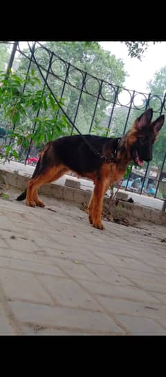 Gsd long hair female for sale