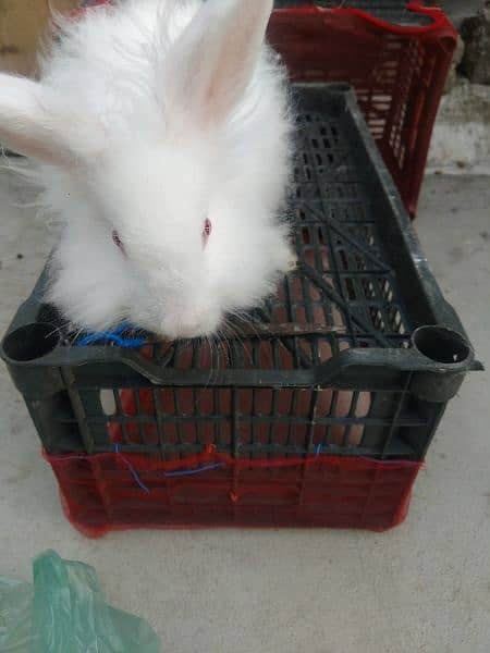 loinhead & English angora rabbit bunnies 7