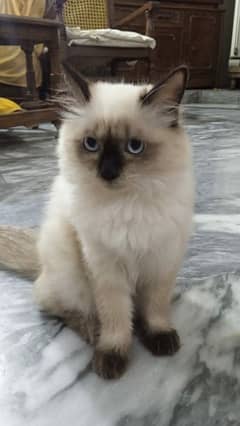 Purebred 4-Month-Old Siamese Kitten for Sale with Accessories