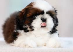 Shihtzu Puppies