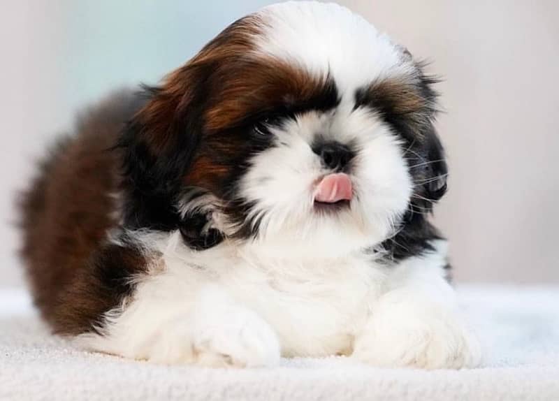 Shihtzu Puppies 0