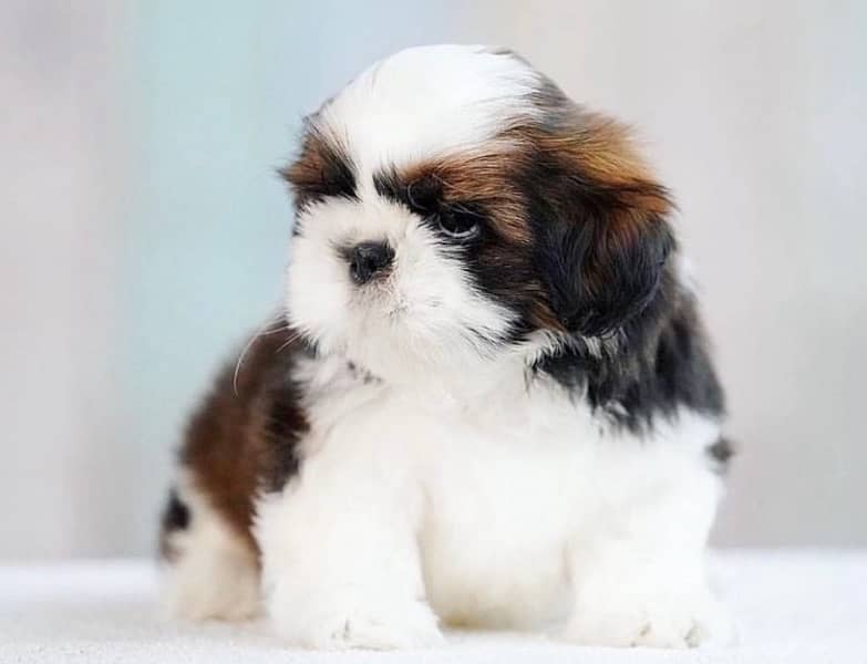 Shihtzu Puppies 1