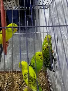 Australians parrot