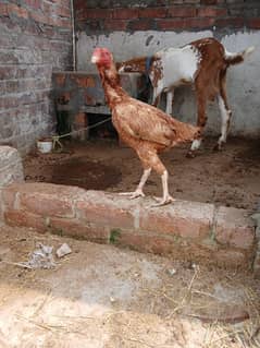 Pakistani Aseel hen for sale