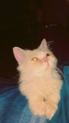 Cream orange Kitten for sale