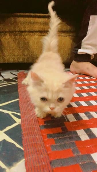 Cream orange Kitten for sale 1