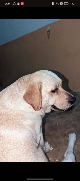 I'm sale Labrador female 0