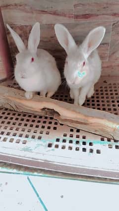 rabbits