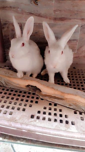 rabbits for sale 1