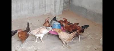 Desi golden hens