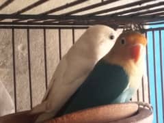 lovebird