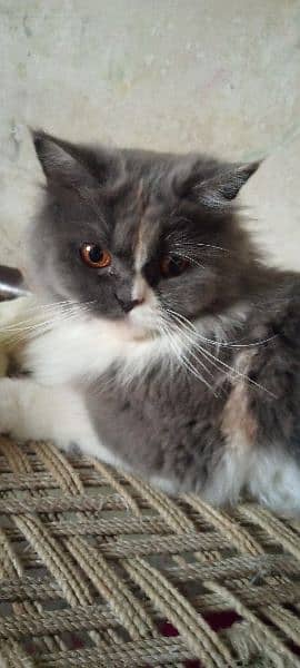 cute Persian cat available 3