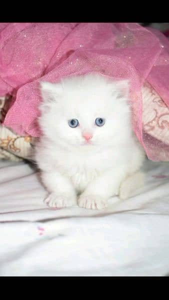 call me Whatsapp 03167349197 pairsan kitten for sale 0