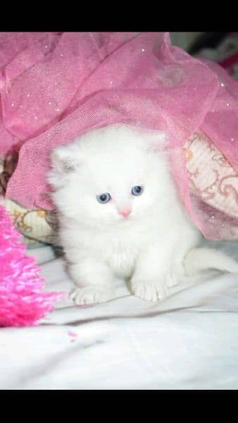 call me Whatsapp 03167349197 pairsan kitten for sale 1