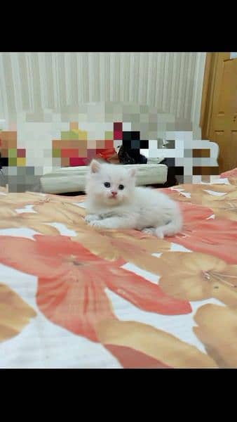 call me Whatsapp 03167349197 pairsan kitten for sale 2