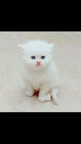 call me Whatsapp 03167349197 pairsan kitten for sale 3