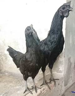 ayam cemani 1 male 3 female