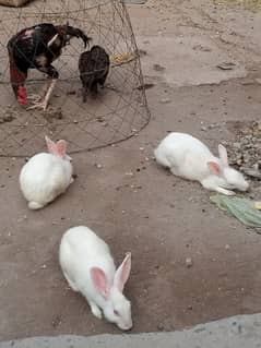 Red eye Rabbits & Mianwali Aseel Hen