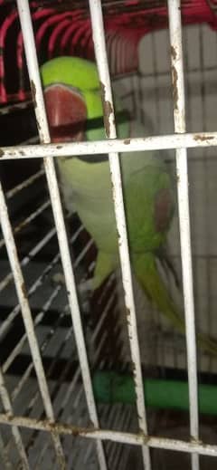 raw parrot male full size