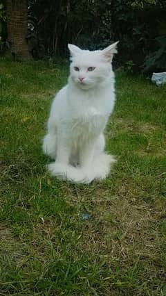 white Female Friendly cat