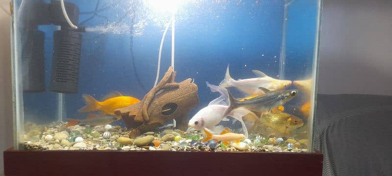 Fishes with Aquarium Complete 8