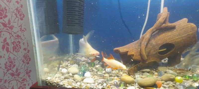 Fishes with Aquarium Complete 10