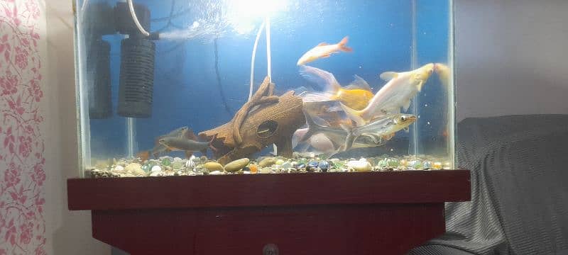 Fishes with Aquarium Complete 14