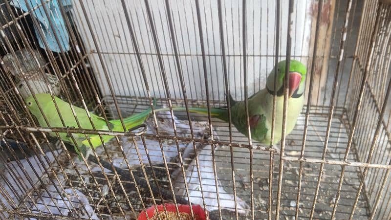 Raw parrot for saLe 0