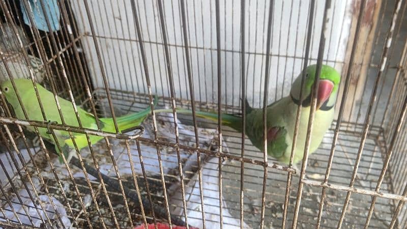 Raw parrot for saLe 1