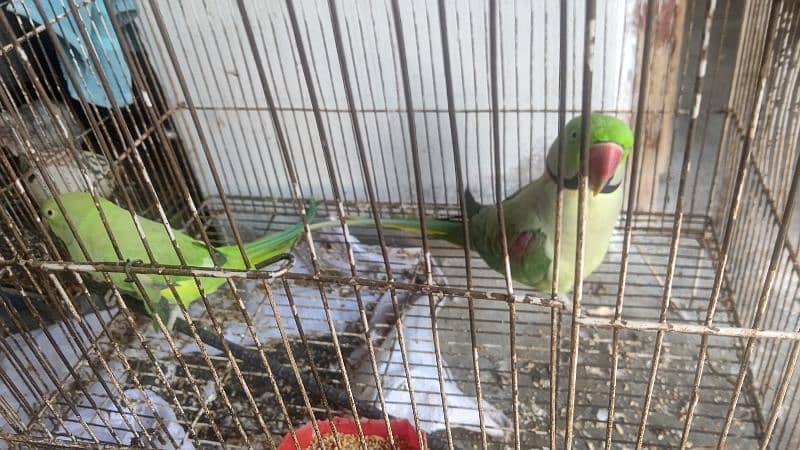 Raw parrot for saLe 2