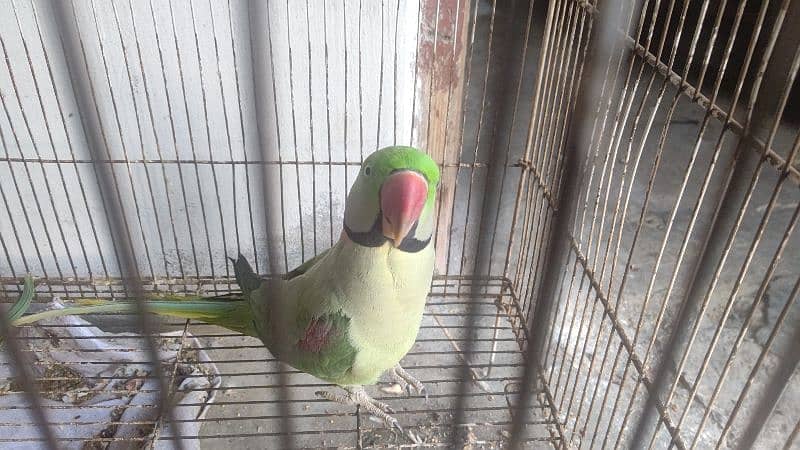 Raw parrot for saLe 4