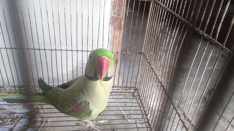 Raw parrot for saLe 5