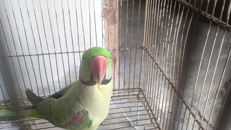 Raw parrot for saLe 6