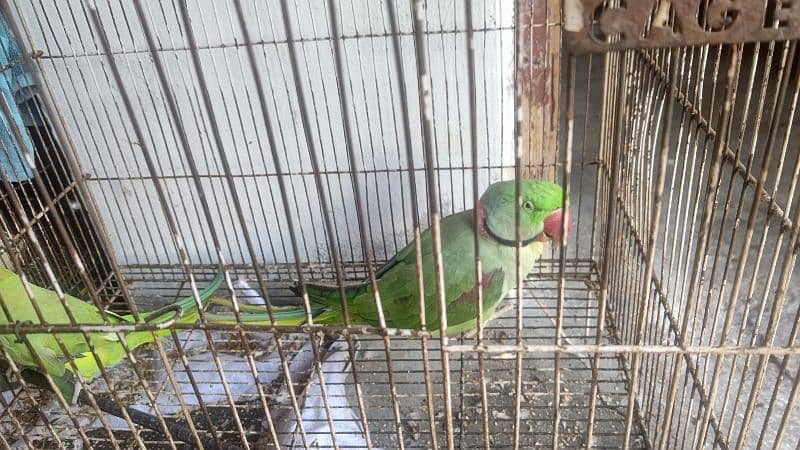 Raw parrot for saLe 7