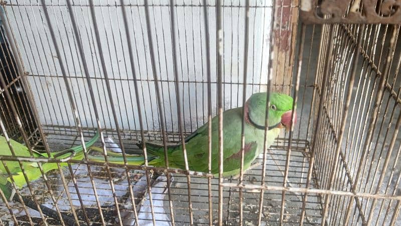 Raw parrot for saLe 8