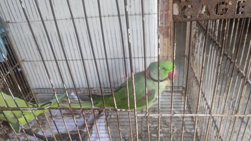 Raw parrot for saLe 9