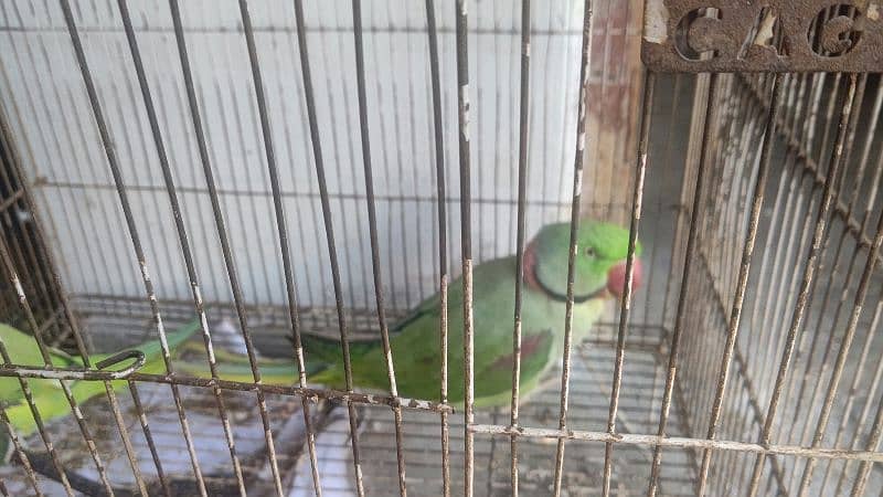 Raw parrot for saLe 10