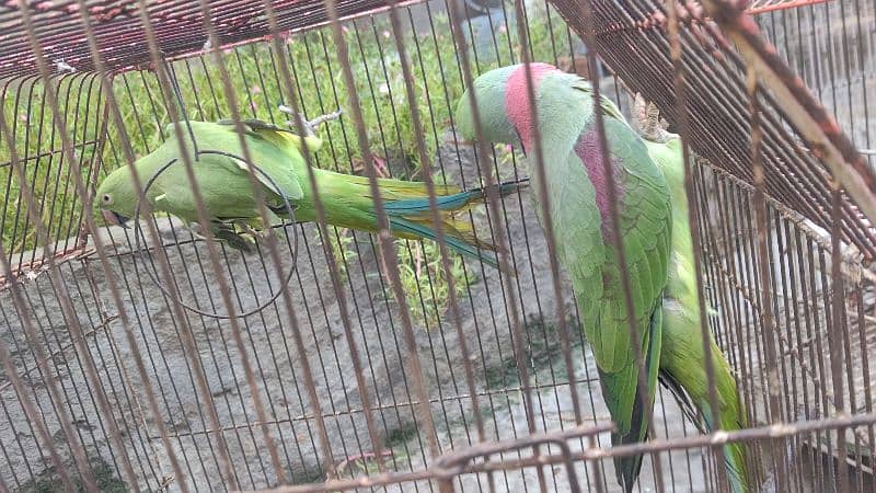 Raw parrot for saLe 11