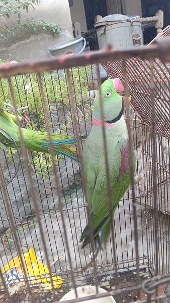 Raw parrot for saLe 12