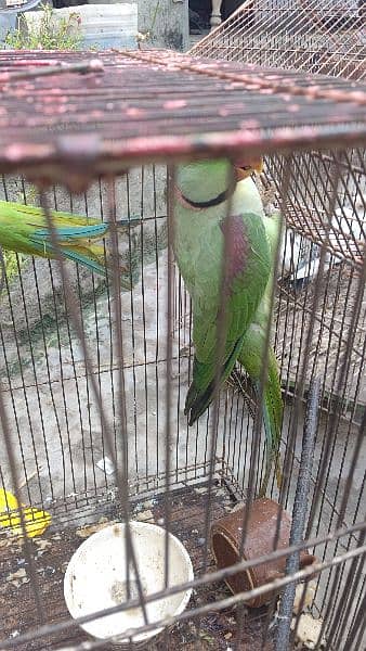 Raw parrot for saLe 13