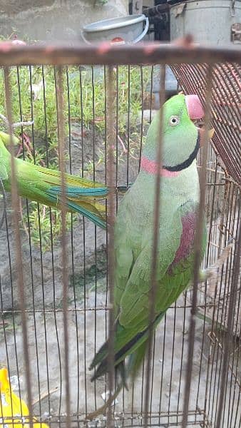 Raw parrot for saLe 14