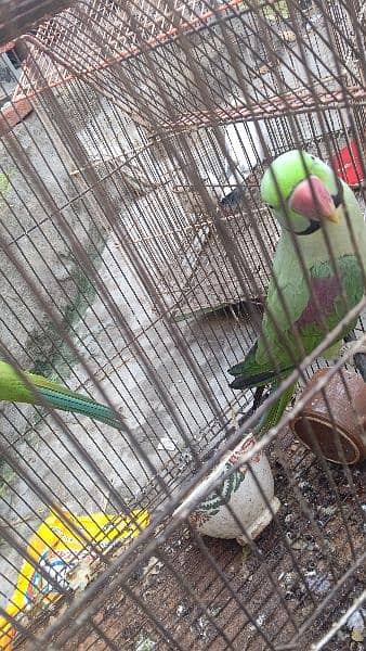 Raw parrot for saLe 15