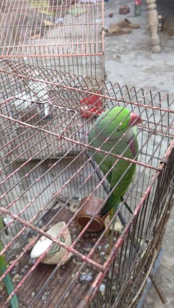 Raw parrot for saLe 16