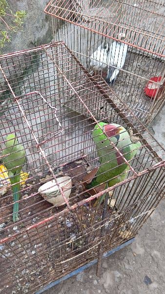 Raw parrot for saLe 17