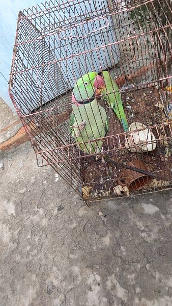 Raw parrot for saLe 18