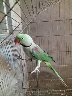 raw male parrot