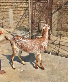 goat makhi cheeni bakri for sale