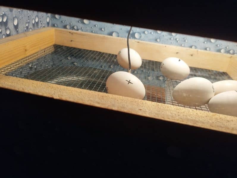 Manual 60 eggs incubator for sale 1