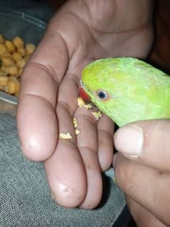 Full Active & Cheap Price Green Parrot